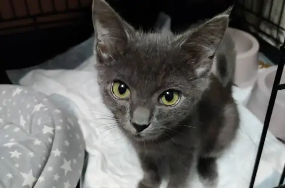 Найден серый котенок Москва, Зябликово