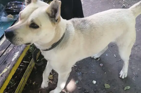 Найдена собака на детской площадке, проспект Дружбы 22, Курск