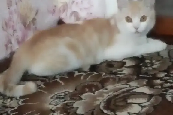 Пропала кошка Мурзик на Томской ул., 130