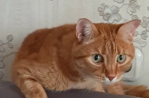Пропала рыжая кошка, убежала в Ангарск