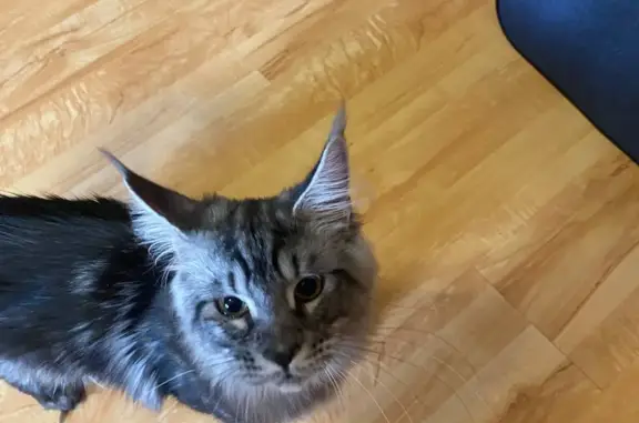 Кошки потеряшки, Санкт-Петербург, фото: Потеряшка кошка Мейн Кун, черно-серебристая, адрес: Днепропетровская ул. 45, Санкт-Петербург