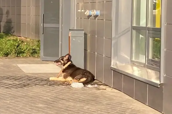 Собака найдена возле метро Аметьево