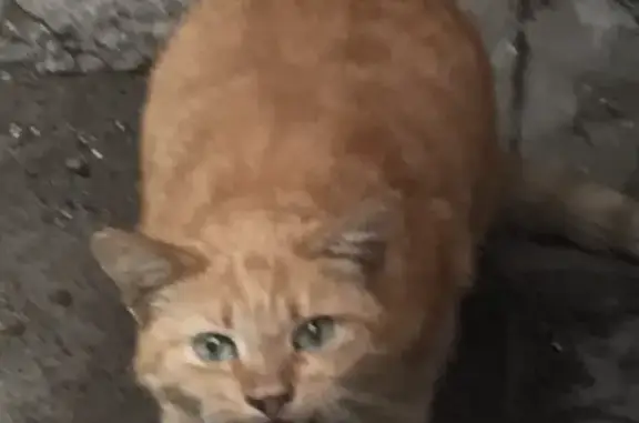 Найдена рыжая кошка, ищет дом. Ул. Попова, 120, Смоленск