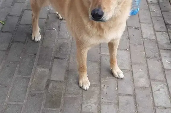 Найдена потерявшаяся собака в Москве, Тушино
