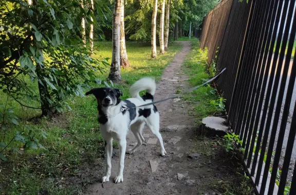 Найдена собака без породы на Черкасова, СПб