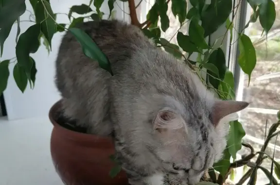 Кошки потеряшки, Старый Буян, фото: Потеряшка кошка в Старом Буяне, Самарская область