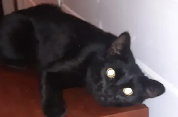 Пропала черная кошка на Новосибирской ул.