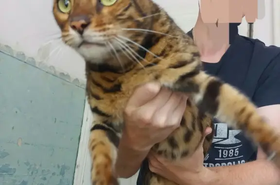 Найдена Бенгальская кошка в Воронеже
