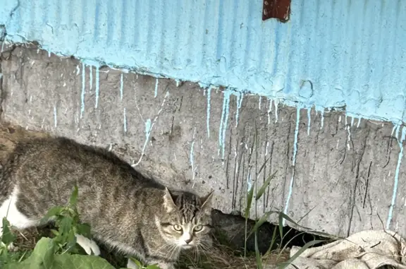 Найден ухоженный кот на ул. Прокопия Галушина, 9