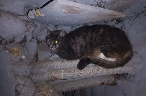 Потерянная кошка на Купчинской, Санкт-Петербург