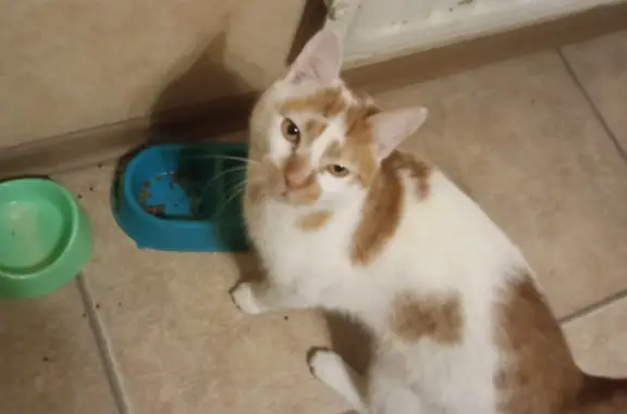 Кошки потеряшки, Санкт-Петербург, фото: Потеряшка кошка возрастом 2.5 года на Дворцовой площади, Санкт-Петербург