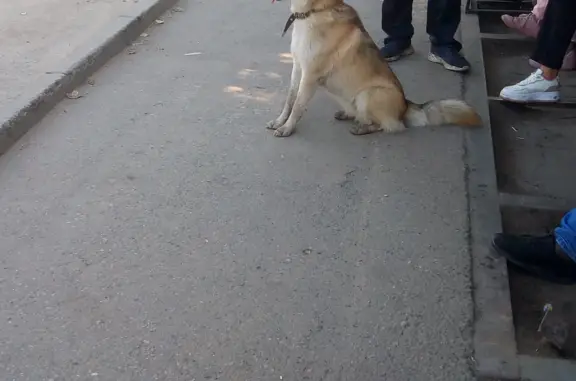 Потерянная собака на ул. Шевцова, Иркутск