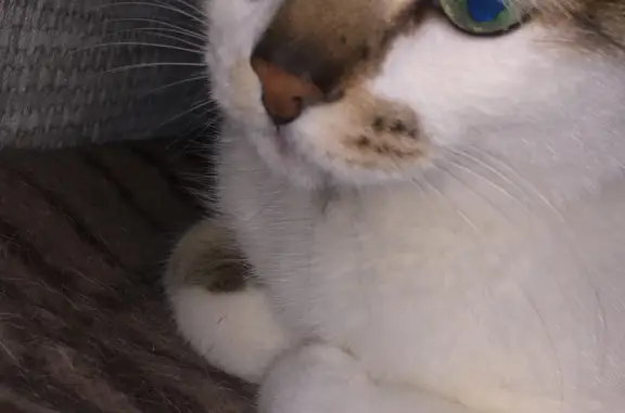 Кошки потеряшки, Новосибирск, фото: Потеряшка кошка Кот, белый с серыми пятнами, ул. Выборная, 131/1, Новосибирск