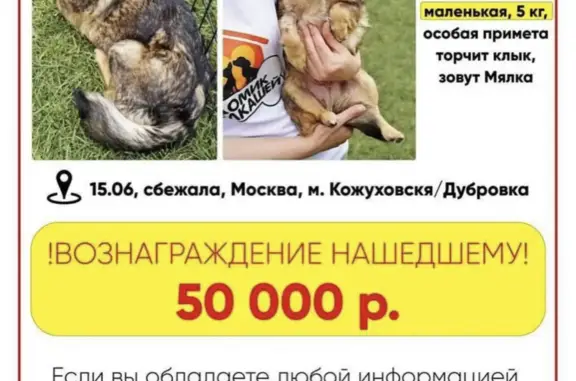 Пропала собака Мялка, Южнопортовая улица, Москва