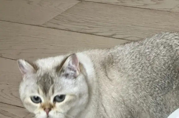 Кошки потеряшки, Иркутск, фото: Потеряшка белая кошка в Иркутске