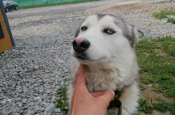 Собака Хаски найдена на Москворецкой набережной