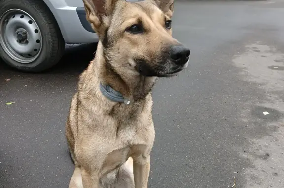 Найдена собака 7 июля в Балашихе, Вишняковское шоссе, д. 40