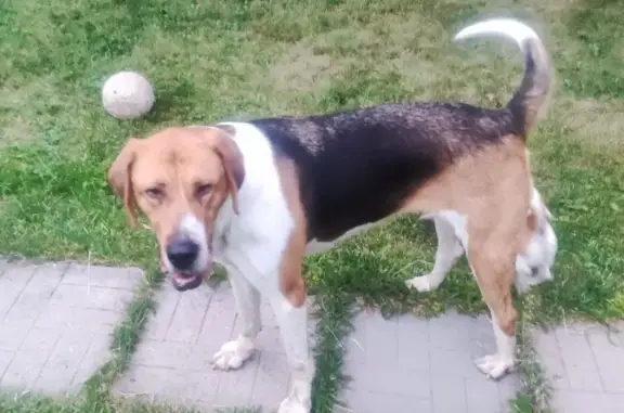 Найдена течная собака, село Семёновское, Московская область