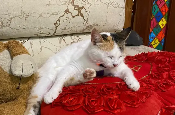 Найдена кошка на 2-й Краснодарской улице, 80, Ростов-на-Дону