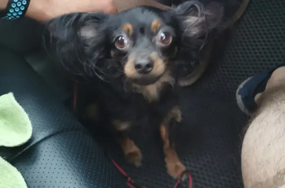 Найдена собака, , фото: Собака найдена на трассе Улан-Удэ — Романовка — Чита