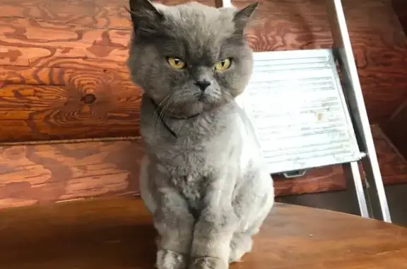 Найдена голубая британская кошка на Первомайской улице, Пушкино