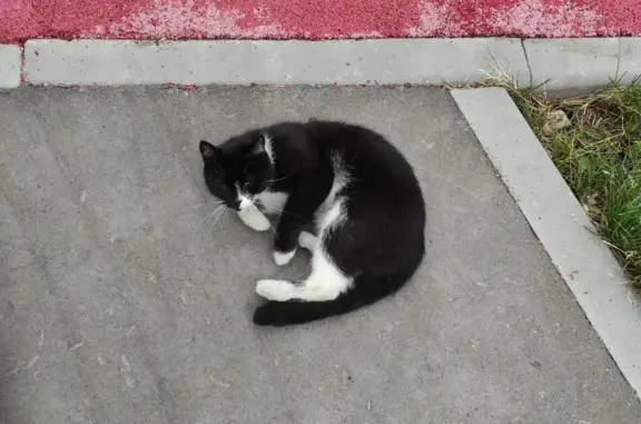 Найден кот на Новочеркасском бульваре, нужен хозяин