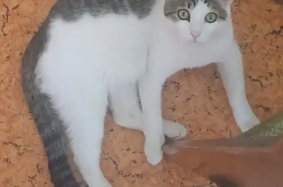 Кошки потеряшки, Санкт-Петербург, фото: Потеряшка кошка Кот. Метис: белый, полоски. Адрес: Большая Зеленина, 16, СПб