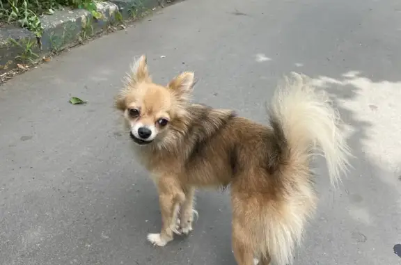 Найдена собака на ул. Тургенева, Краснодар