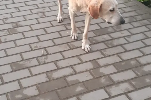 Собака в Орловской области: истощенная и больная