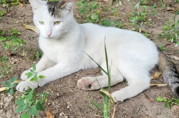 Найдена кошка на детской площадке, Зеленоград