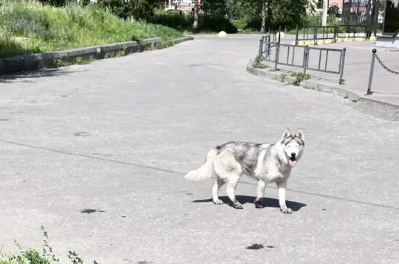 Найдена собака: ул. Карпинского, 33А, Пенза