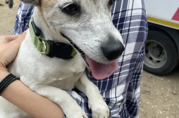 Найдена собака, Московская область, фото: Найдена собака: Джек Рассел, зелый ошейник, Московская область