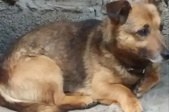 Пропала собака на Московском шоссе, Ульяновск