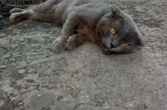 Пропала кошка в ЮМР, требуется лечение и уход