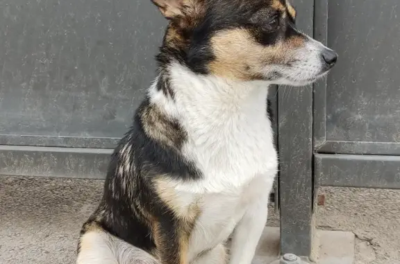 Найдена собака на остановке ЖК глобус, г. Красноярск