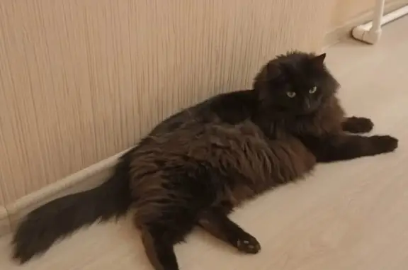 Найден котик на Кулахметова, ищет дом