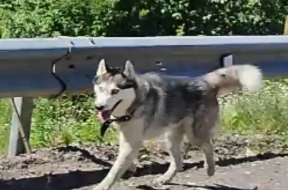 Собака Мальчик найдена в Юкках, Ленинградская область