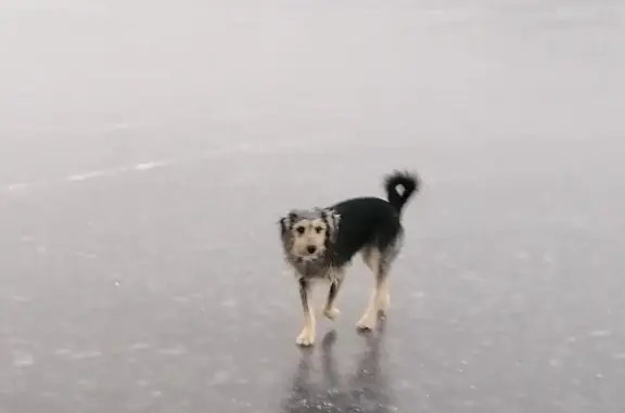 Пропала собака: ул. Саши Ковалёва, 4, Североморск