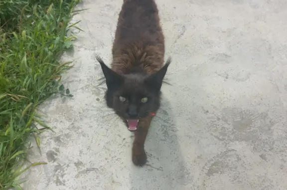 Найдена кошка Чёрный мейн-кун на Степной улице