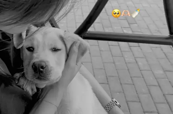 Пропала собака порода лабрадор в Кызыле, Республика Тыва