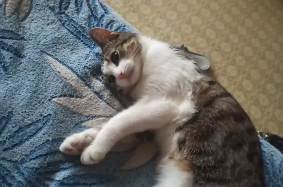 Объявления о пропавших и найденных животных, Тамбов, фото: Пропала кошка Мальчик, ул. Сенько 24, Тамбов