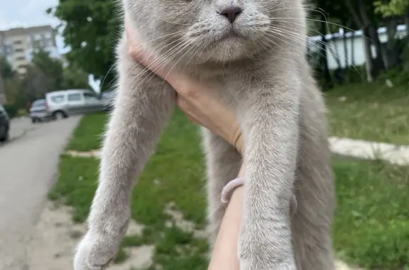 Молодая прямоухая кошка найдена на Мичуринской улице, Тамбов