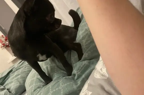 Собаки потеряшки, Старые Кены, фото: Потеряшка собака на ул. Таллинская, Старые Кены