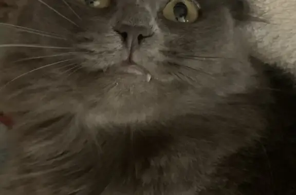 Потерянные животные Омск, фото: Пропала кошка Кэсси, ул. Энергетиков, 18, Омск