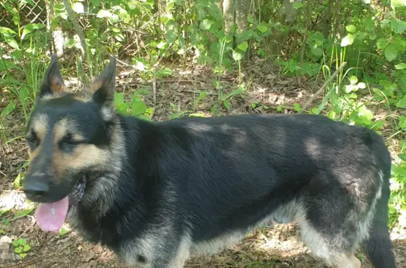 Собака Немецкая овчарка найдена в Московской области