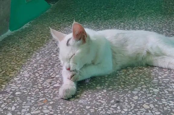 Найдена кошка Белый кот, ул. Хузангая, 17, Чебоксары