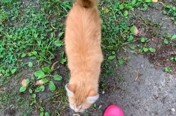 Найден рыжий котик на ул. Кутузова, 6, Смоленск
