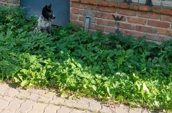 Пропала собака в Жуковском, Моск.область