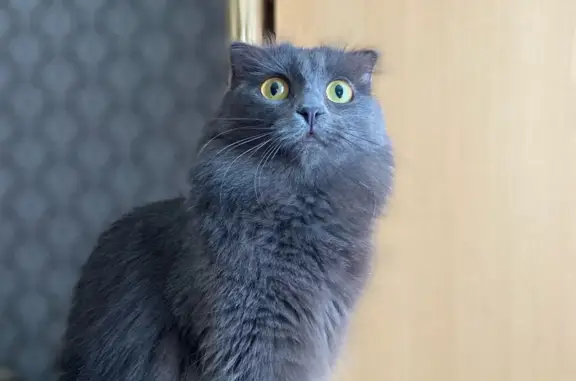 Потерянные животные Омск, фото: Пропала кошка Кэсси: ул. 20-го Партсъезда, 18, Омск