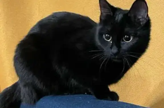 Кошки потеряшки, Ярославль, фото: Потеряшка черная молодая кошка, ул. Панина 10, Ярославль